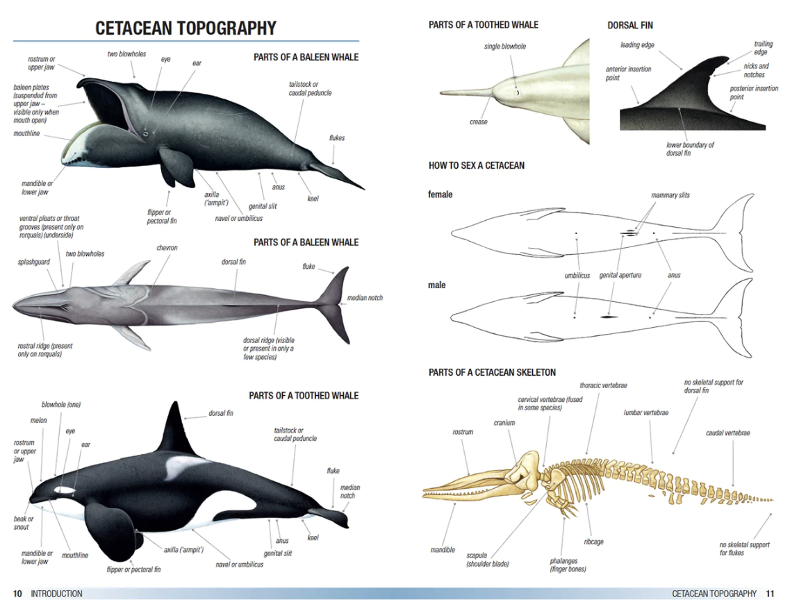 Field Guide to Whales, Dolphins and Porpoises